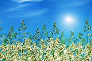 green grass on blue sky background photo