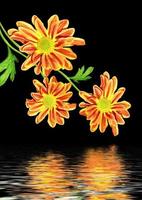 Otoño hermosas flores de crisantemo colorido aislado sobre fondo negro foto