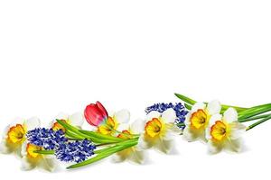 spring flowers narcissus isolated on white background photo