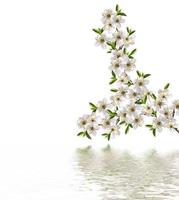 branch of cherry blossoms isolated on white background. photo