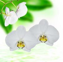 Closeup of orchid. Bouquet of flowers orchid photo