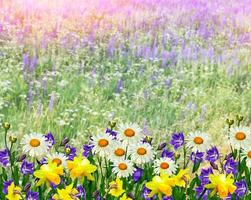 Summer landscape with wildflowers. photo