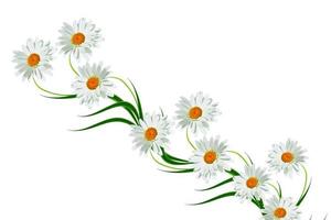 daisies summer white flower isolated on white background photo