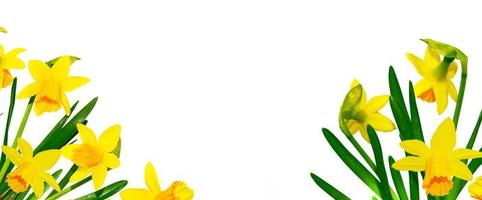 spring flowers narcissus isolated on white background photo