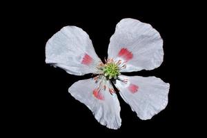 amapolas de flores de colores de primavera. fondo floral. foto