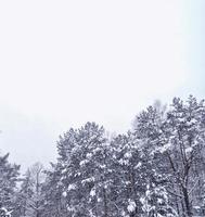 forest in the frost. Winter landscape. Snow covered trees. photo