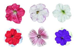 Petunias isolated on a white background. Colorful flowers. photo