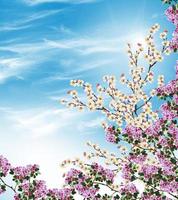 Flowering branch of apricot photo