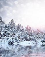 forest in the frost. Winter landscape. Snow covered trees. photo