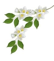 branch of jasmine flowers isolated on white background photo