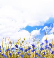 campo de flores azules de aciano contra el fondo del paisaje de verano. foto