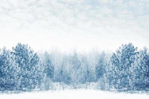 Frozen winter forest with snow covered trees. photo