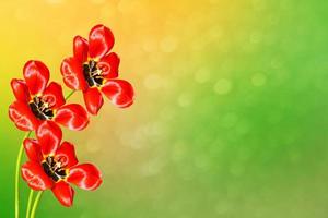 Bright and colorful flowers tulips photo