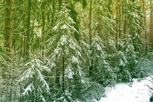 Frozen winter forest with snow covered trees. photo