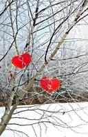 Trees in the snow. Heart. photo