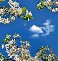 Branch of the cherry blossoms against the blue sky with clouds photo