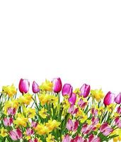 Pink and yellow flowers tulips and daffodils photo