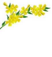 spring flowers buttercups branch isolated on white background photo