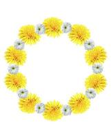 dandelion flowers isolated on white background photo