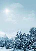 Frozen winter forest with snow covered trees. photo