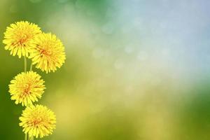 flor de diente de león esponjosa contra el fondo del paisaje de verano. foto