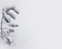 Frozen winter forest with snow covered trees. photo