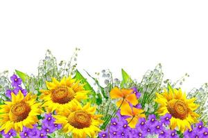 Bright colorful flowers isolated on white background. photo