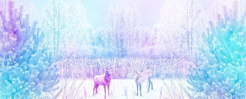 forest in the frost. Winter landscape. Snow covered trees. deer photo