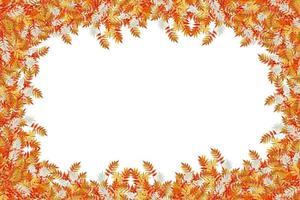 Colorful autumn foliage isolated on white background. Indian summer. photo