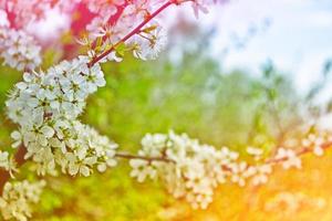 Bright colorful spring flowers photo