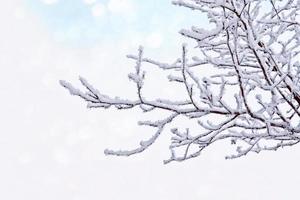 Frozen winter forest with snow covered trees. photo