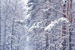 bosque en la escarcha. paisaje de invierno árboles cubiertos de nieve. foto