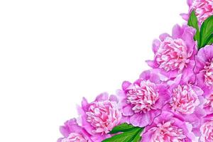 peony flowers isolated on white background. spring photo