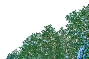 Frozen winter forest with snow covered trees. photo