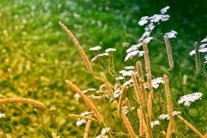 Blurred image of grass. photo