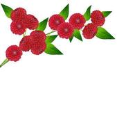 Dahlia flower isolated on white background photo