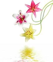 lily flowers isolated on white background photo