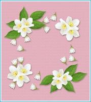 branch of jasmine flowers isolated on pink background photo