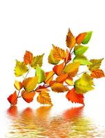 autumn leaves isolated on white background. photo