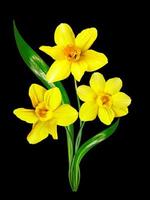 spring flowers narcissus isolated on black background photo