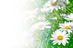 White bright daisy flowers on a background of the summer landscape. photo