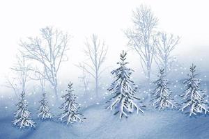 Frozen winter forest. collage of photos of trees and snow.