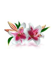 lily flowers isolated on white background photo