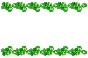 green clover leaves isolated on white background. St.Patrick 's Day photo