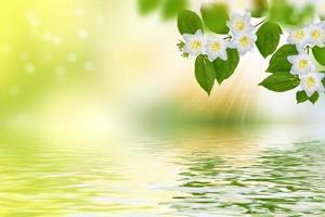 White jasmine The branch delicate spring flowers photo