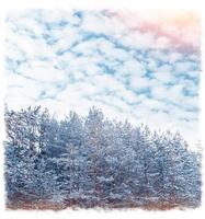 Frozen winter forest with snow covered trees. photo