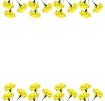 bright colorful flowers marigolds isolated on white background photo