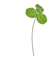 leaf clover on white background photo