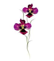 Pansy Violet with Green Leaves on white background photo