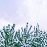 Frozen winter forest with snow covered trees. photo